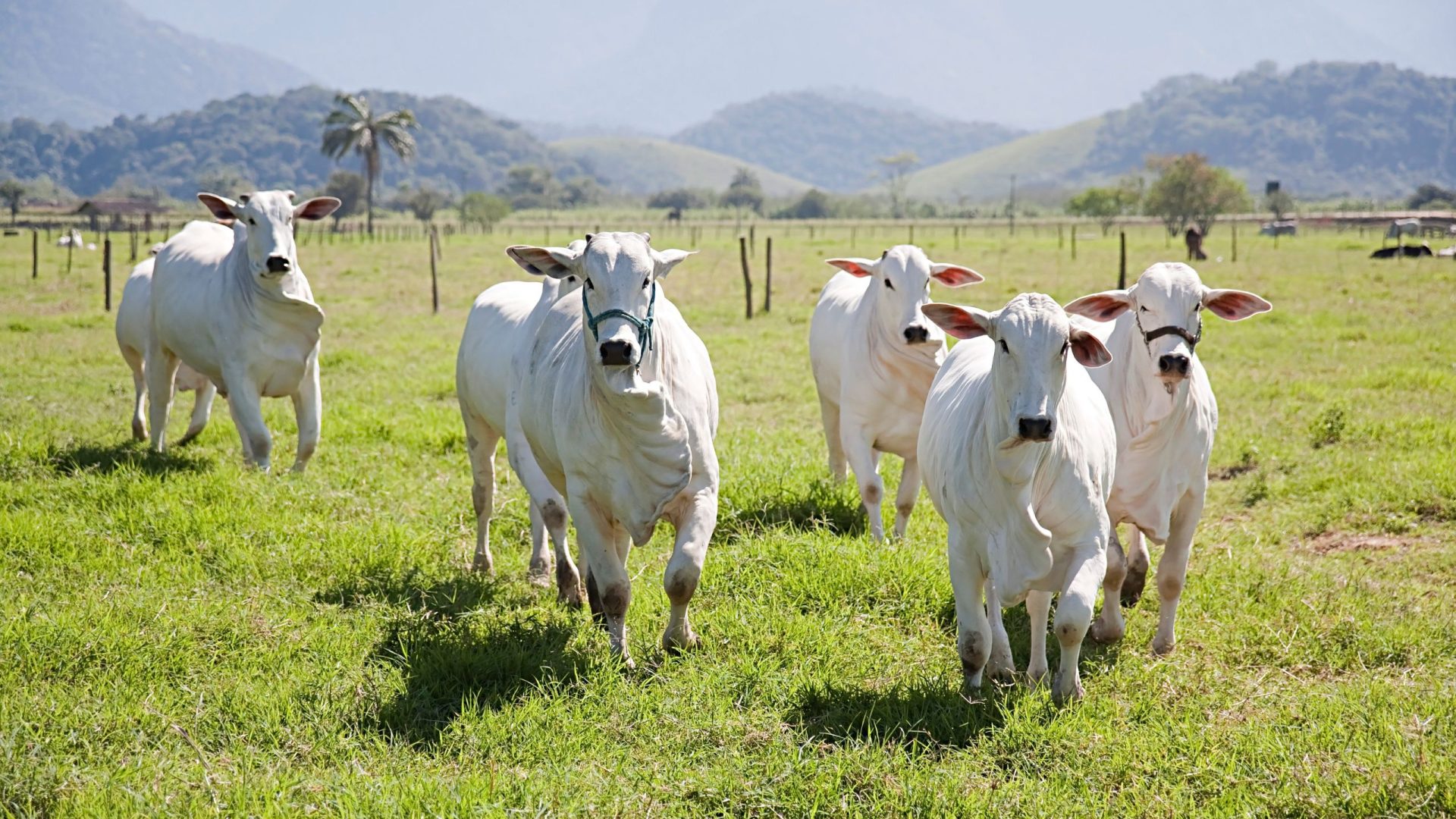 Caso de Vaca Louca também foi confirmado pelo Ministério da Agricultura - Foto: Reprodução/Canvas