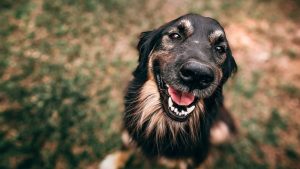 Onda de calor também afeta o bem-estar dos pets - Foto: Reprodução/Canva