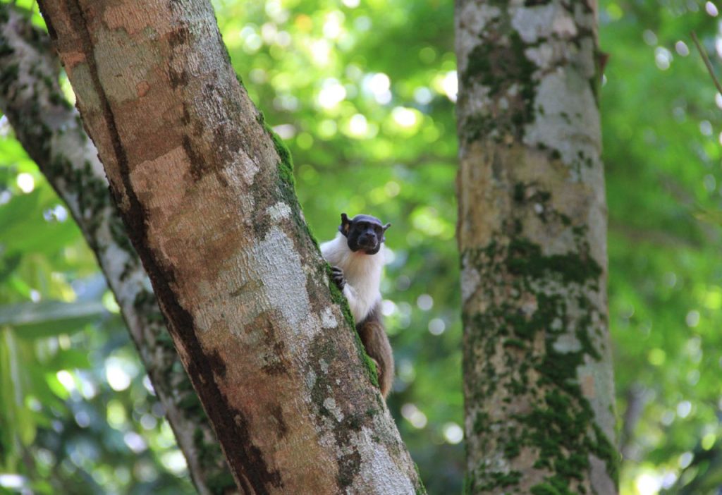 United Earth Amazônia: Manaus lança prêmio sobre importância da sustentabilidade