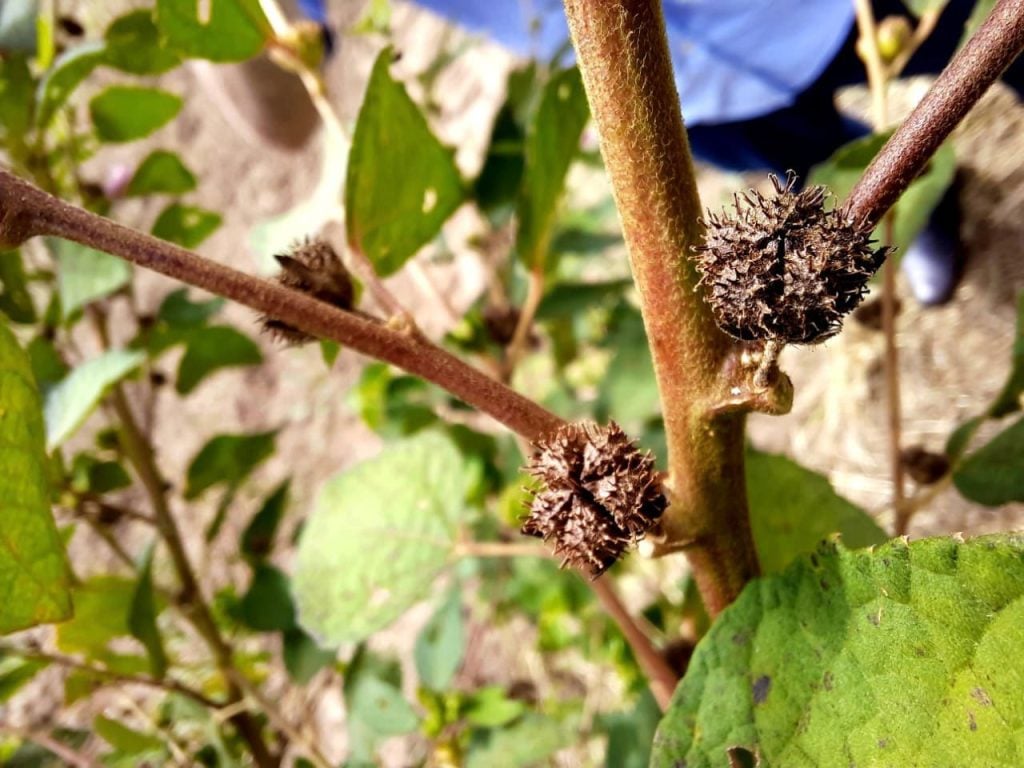 Edital da Sepror prevê compra de 10 toneladas de semente de malva para agricultura familiares e associações - Foto: Divulgação/Sepror