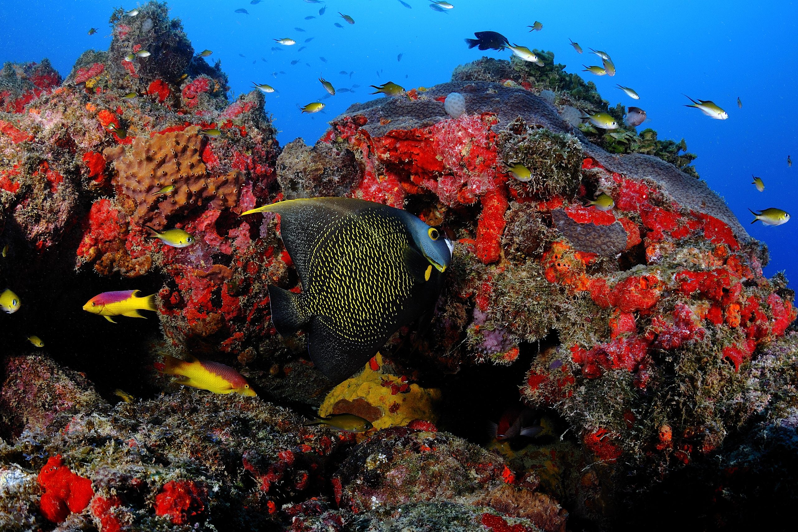 Maior sistema de recifes de corais