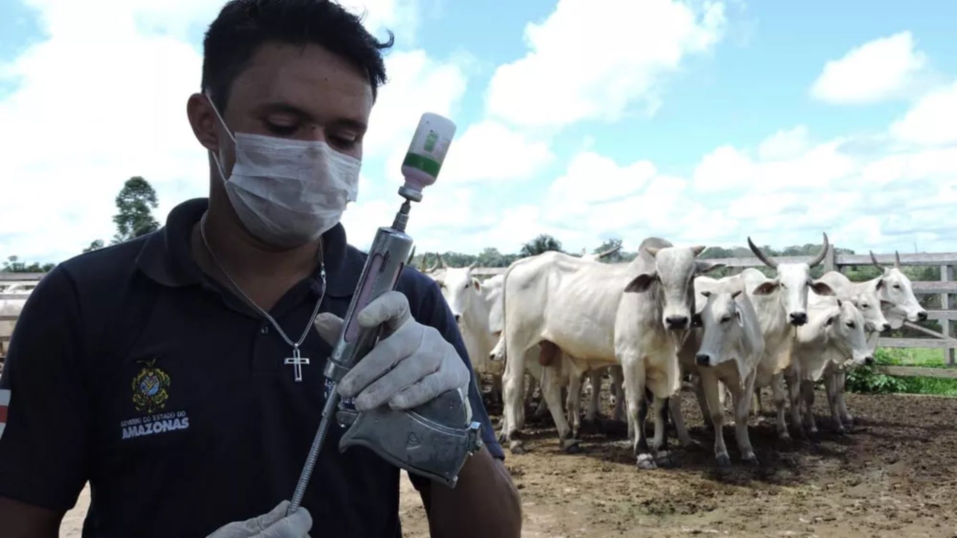 Vacinação contra Febre Aftosa deve imunizar mais de 500 mil animais - Foto: Divulgação/ Adaf