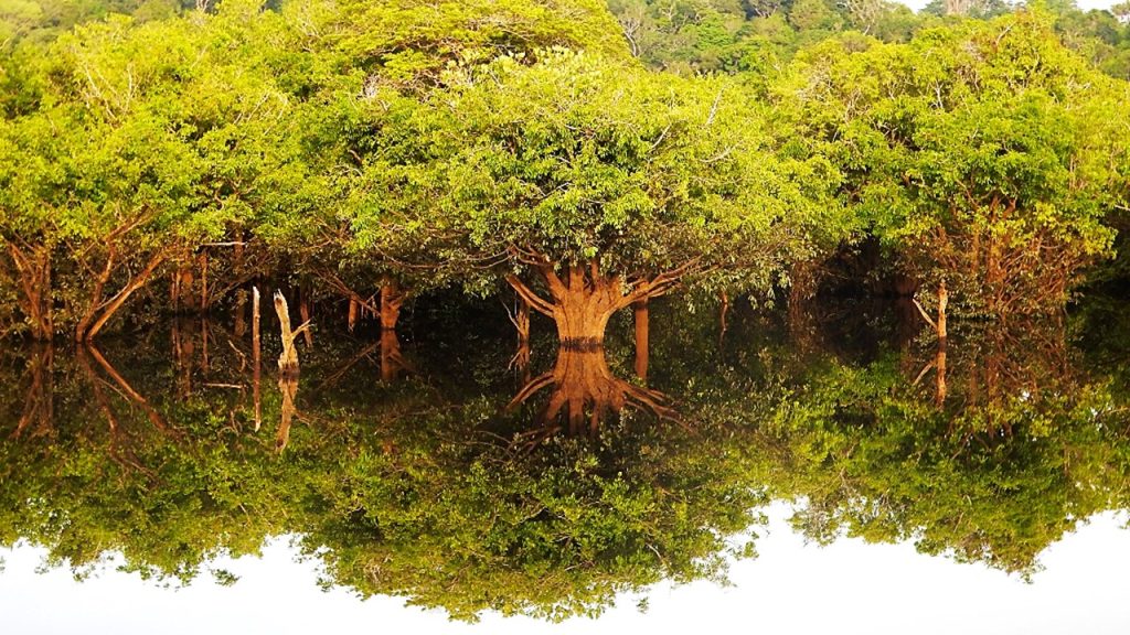 Unidades de Conservação (UCs) do Amazonas - Foto: Jochen Schongart/Acervo pessoal