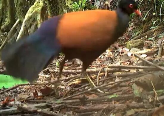 Pássaro Pombo-faisão-de-nuca-preta na floresta - Foto: Reprodução/Cornell Lab of Ornithology/Jason Gregg,/American Bird Conservancy