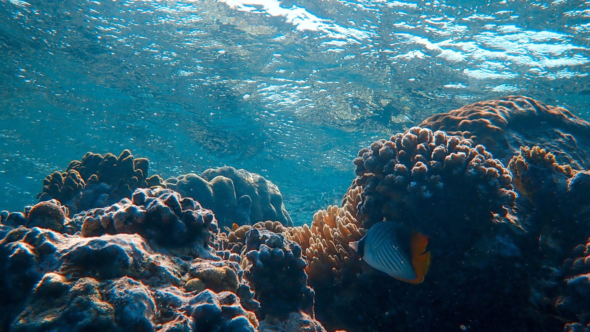 Plástico em recifes afeta comportamento alimentar de peixes, diz pesquisa
