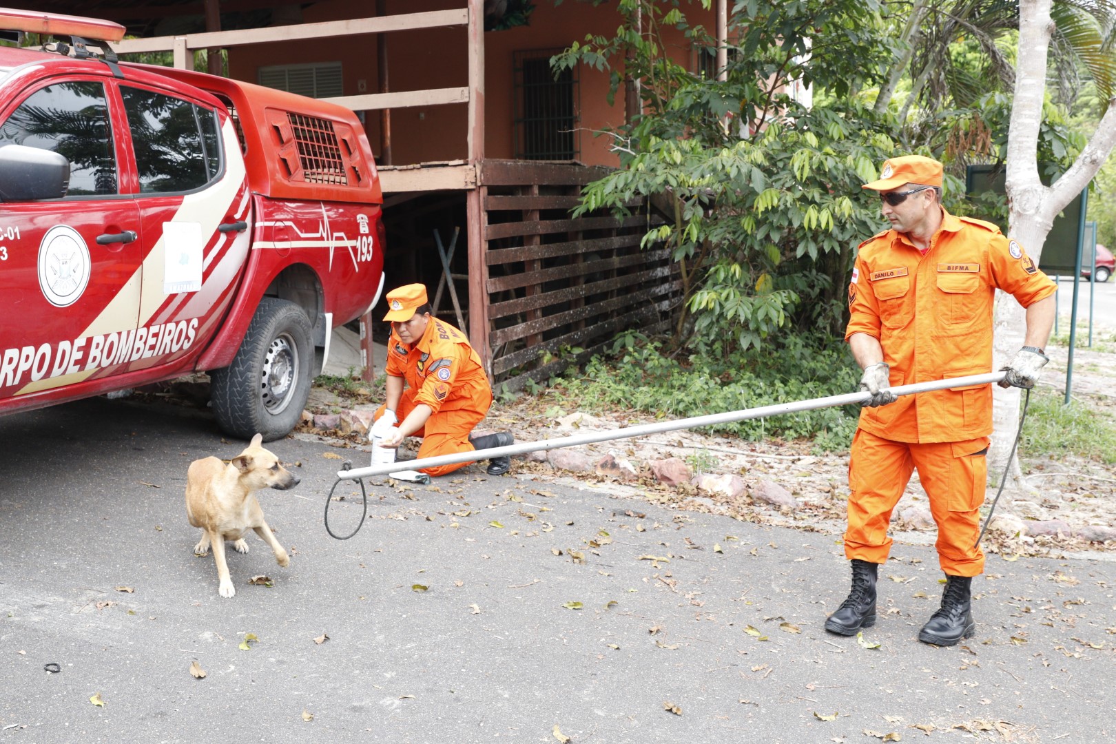 Segundo os bombeiros, é comum os animais domésticos ficarem acuados durante os resgates - Foto: Antônio Lima/Divulgação/Secom