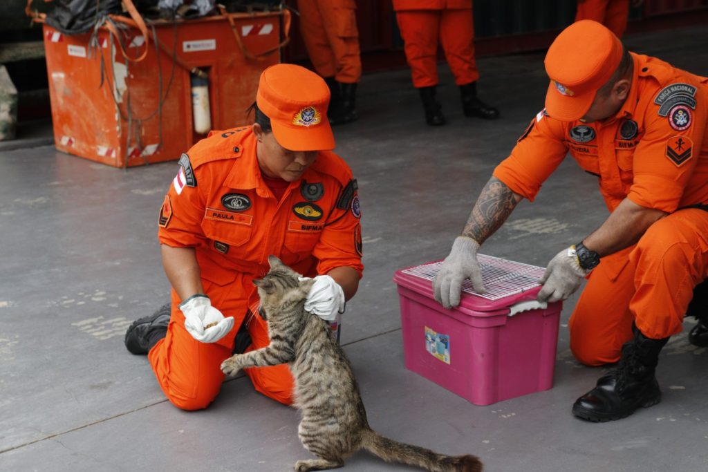 Cães e gatos são os animais domésticos mais resgatados pelos bombeiros - Foto: Antônio Lima/Divulgação/Secom