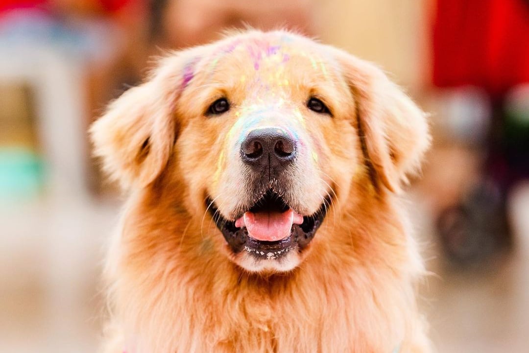Antes de plicar tintura em pelos de cães, tutor deve fazer teste de sensibilodade - Foto: Reprodução/Instagram @studiosetpet @petdreamresort