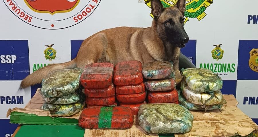 Cão farejador encontrou drogas em um fundo da carroceria de uma moto - Foto: Divulgação/SSP-AM