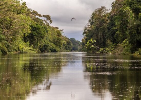 Chamada Pública é destinada para instituições interessadas em desenvolver projetos voltados aos serviços ambientais no Estado - Foto: Divulgação/Sema