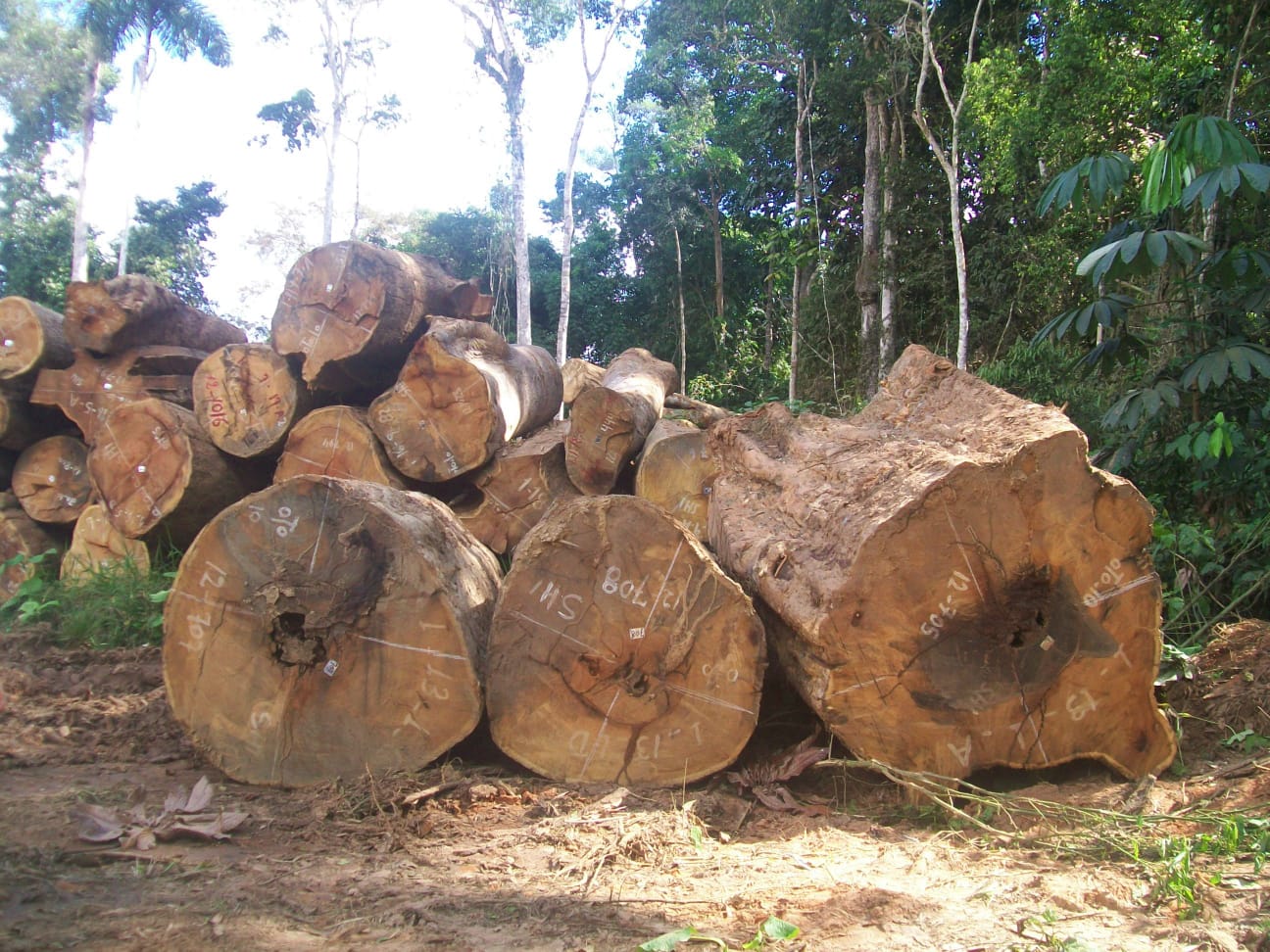 Exploração ilegal de madeira ocorreu principalmente em imóveis rurais cadastrados - Foto: Divulgação/Rede Simex