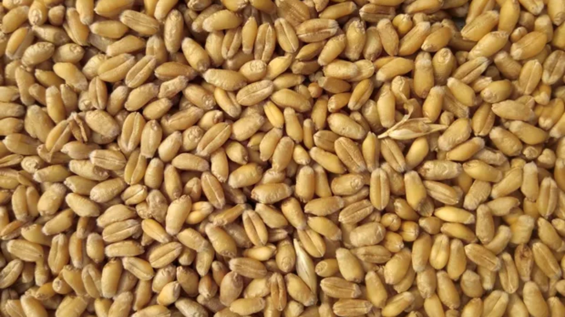 Acordo para exportação de grãos pode ser retomado nesta quarta - Foto: Reprodução/Unplash