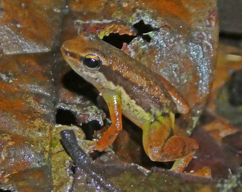 Pesquisadores acreditam que novas especie de sapos ainda poderão ser encontradas - Foto: Anthony Ferreira/Acervo Pessoal