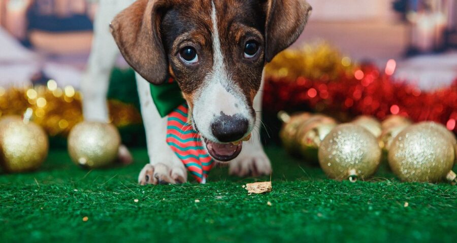 Queima de fogos de artifício assusta cães e gatos que possuem audição sensível - Foto: Divulgação/Vale