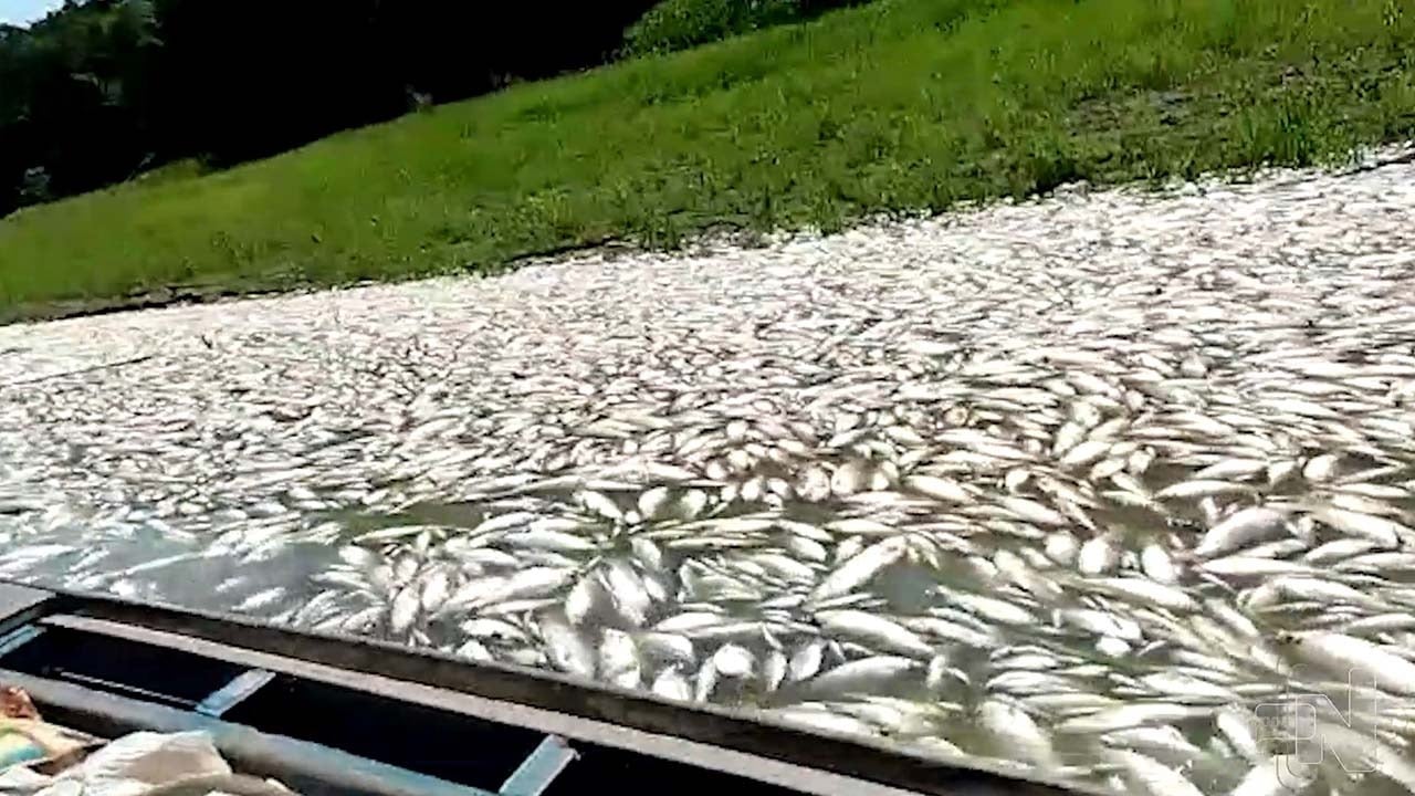Peixes mortos em lago, em C