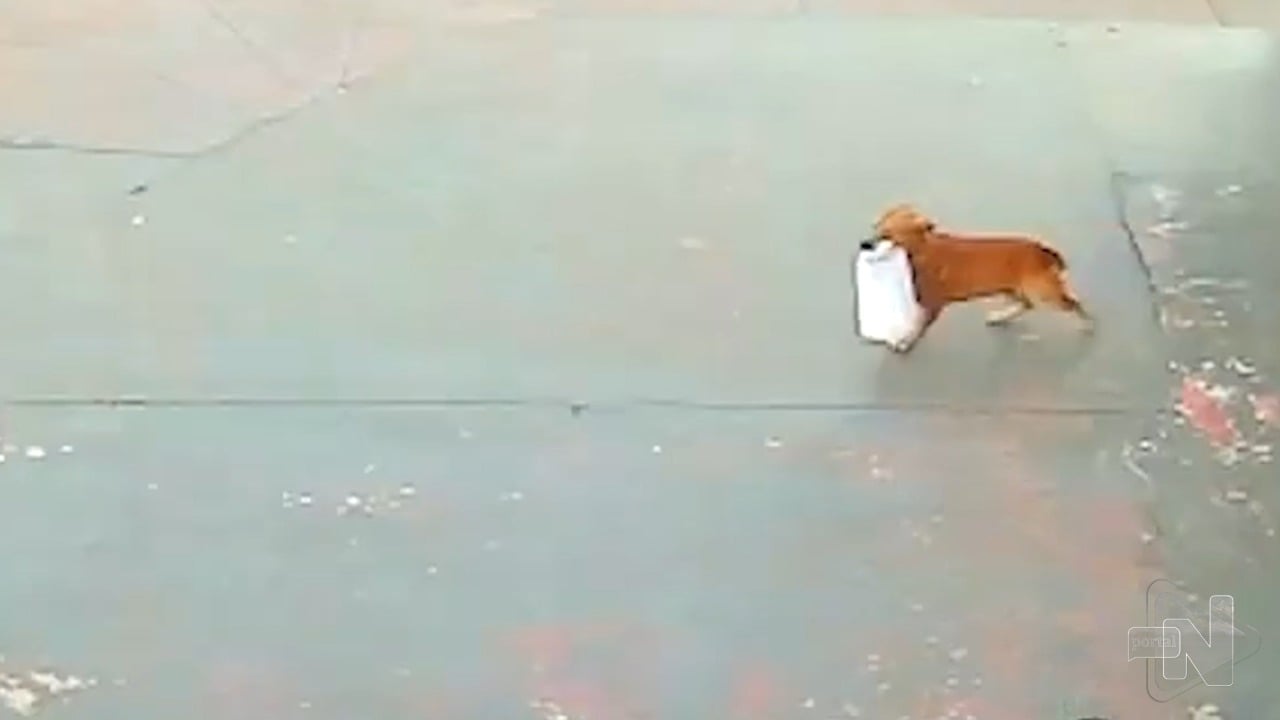 Cachorro caramelo furta espetinhos de carne dentro de mercadinho no RS
