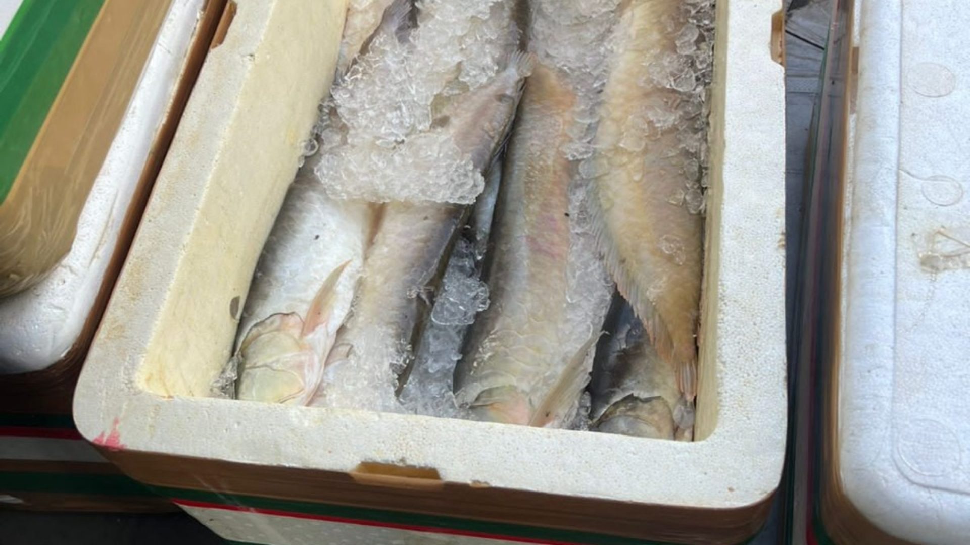 Pescado Ilegal em Coari