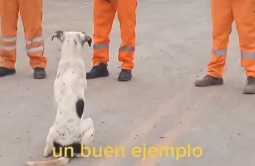 Cachorros Manchas fica no centro do círculo para receber elogios do chefe - Foto: Reprodução/TikTok @.cleverfigueredo