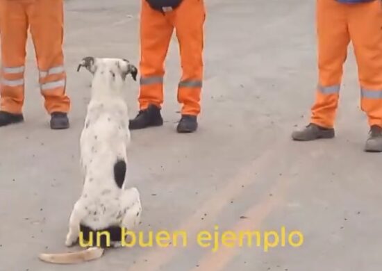 Cachorros Manchas fica no centro do círculo para receber elogios do chefe - Foto: Reprodução/TikTok @.cleverfigueredo