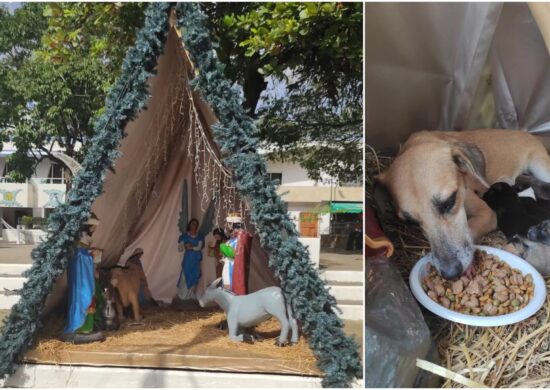 Caramelo dá a luz em presépio e torna local espaço de visitação no México - Foto: Foto: Dejando Huellitas SOS Palenque