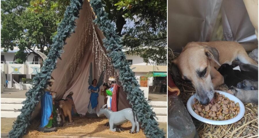 Caramelo dá a luz em presépio e torna local espaço de visitação no México - Foto: Foto: Dejando Huellitas SOS Palenque