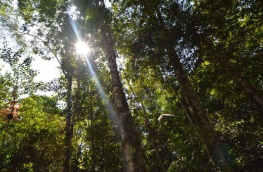 Conselho Nacional do Meio Ambiente é reestruturado - Foto: Arquivo/Ascom UEA