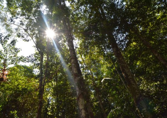 Conselho Nacional do Meio Ambiente é reestruturado - Foto: Arquivo/Ascom UEA