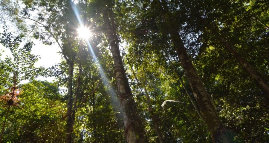 Conselho Nacional do Meio Ambiente é reestruturado - Foto: Arquivo/Ascom UEA