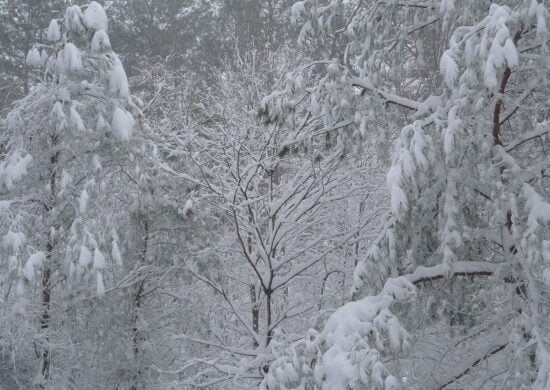 Estado de Nova York é um dos mais afetados com tempestade de inverno nos EUA - Foto: Reprodução/Creative Commons