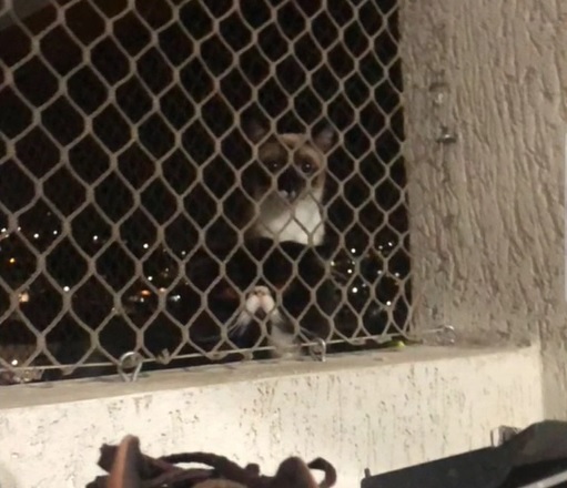 Gato fofoqueiro espia viziho pela varanda - Foto: Reprodução/TikTok@gessicapereira19