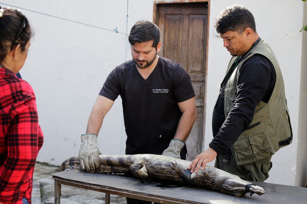 Jacaré fêmea de 1,55 cm recebeu atendimento de veterinários antes de ser levado para floresta - Foto: Tiago Corrêa/UGPE