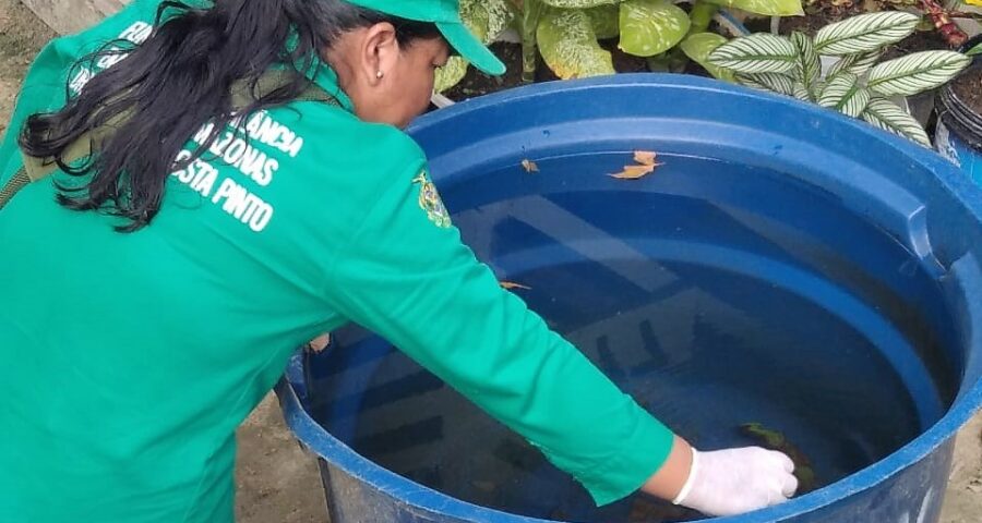 Mosquito Aedes aegypti é transmissor das doenças dengue, zika e chikungunya - Foto: Divulgação/FVS-AM