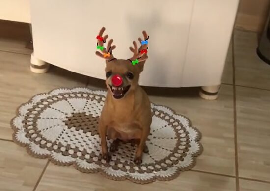 Pinscher brava com filtro natalino tem mais de 30 milhões de views - Foto: Reprodução/TikTok @nataliaquarezemim