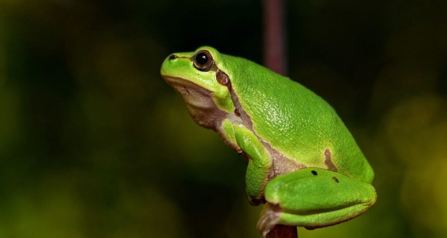 Estudo aponta que Mata Atlântica concentra perdas globais de anfíbios