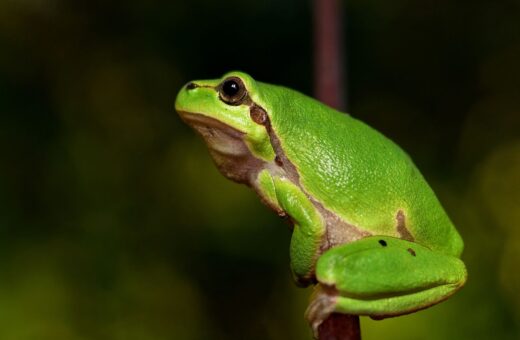 Estudo aponta que Mata Atlântica concentra perdas globais de anfíbios