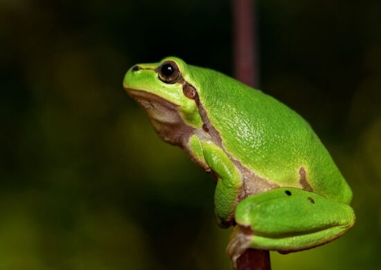 Estudo aponta que Mata Atlântica concentra perdas globais de anfíbios