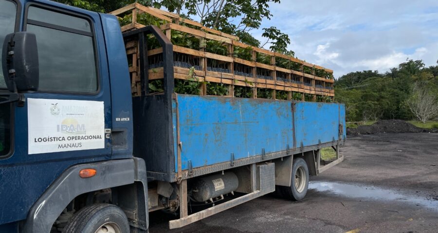 Mudas de castanheiras-do-Brasil serão distribuídas para produtores rurais de 15 do Amazonas - Foto: Divulgação / IDAM