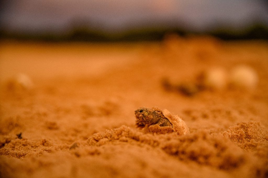 Nascimento de tartarugas no Rio Guapore - Foto: Divulgação/Wildlife Conservation Society