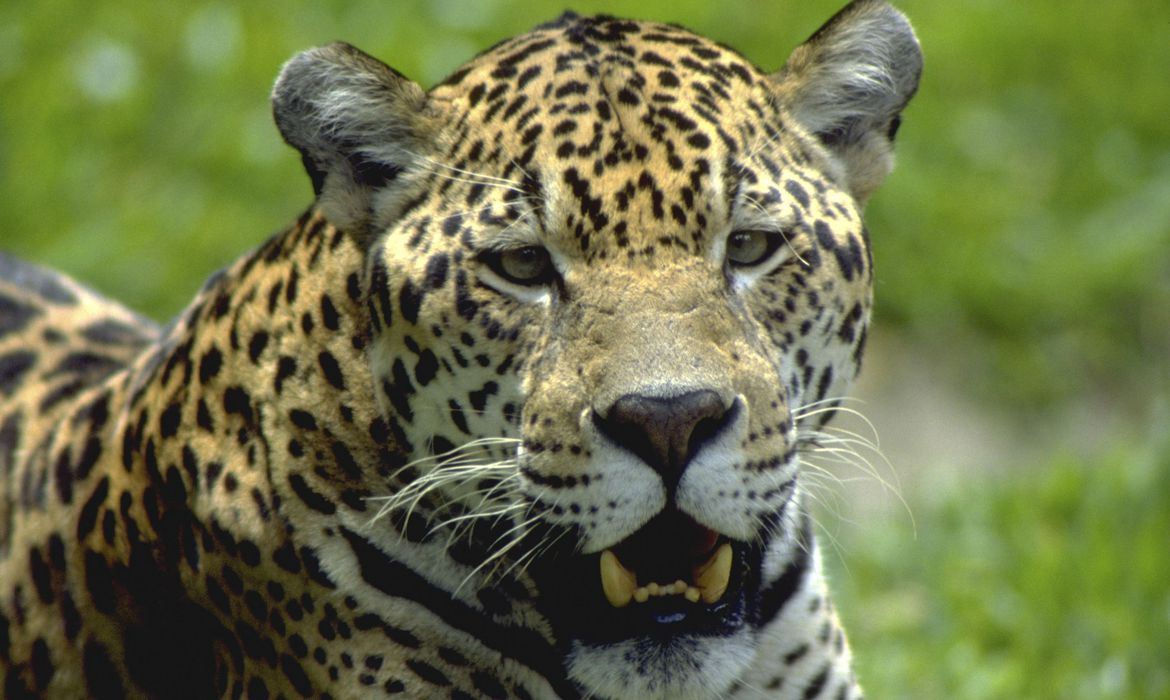 Reserva no Paraná tem 12 espécies de animais ameaçadas de extinção - Foto: Haroldo Palo/Fundação Grupo Boticário