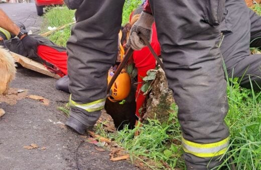 Bombeiros resgatam cão dentro de bueiro na Zona Centro-Oeste de Manaus - Foto: Divulgação/CBMAM Bueiro