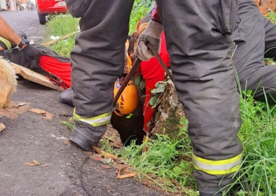 Bombeiros resgatam cão dentro de bueiro na Zona Centro-Oeste de Manaus - Foto: Divulgação/CBMAM Bueiro