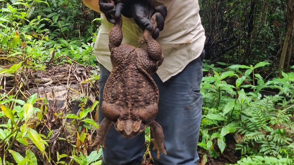 Sapo na Austrália Acredita-se que seja fêmea, já que normalmente cresce mais do que os machos - Foto: Reprodução/Twitter@QldEnvironment