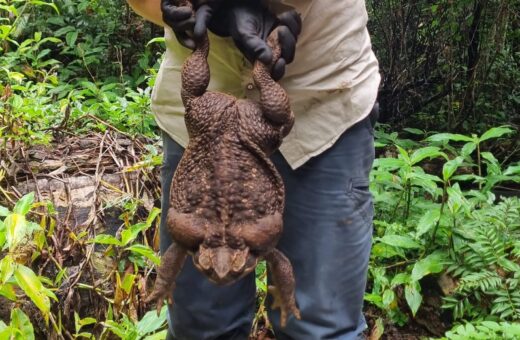 Sapo na Austrália Acredita-se que seja fêmea, já que normalmente cresce mais do que os machos - Foto: Reprodução/Twitter@QldEnvironment