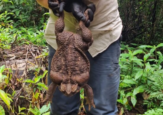 Sapo na Austrália Acredita-se que seja fêmea, já que normalmente cresce mais do que os machos - Foto: Reprodução/Twitter@QldEnvironment