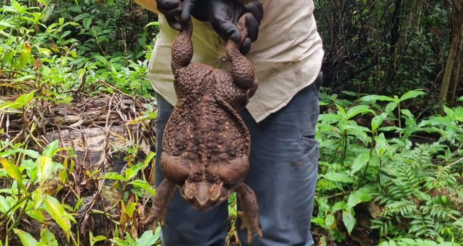 Sapo na Austrália Acredita-se que seja fêmea, já que normalmente cresce mais do que os machos - Foto: Reprodução/Twitter@QldEnvironment