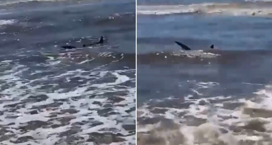 Tubarão em praia do Rio Grande do Sul - Foto: Reprodução/SBT News