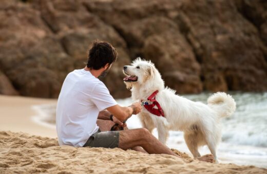 Turismo: confira dicas e opções para curtir destinos nacionais com pets a bordo