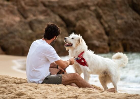 Turismo: confira dicas e opções para curtir destinos nacionais com pets a bordo