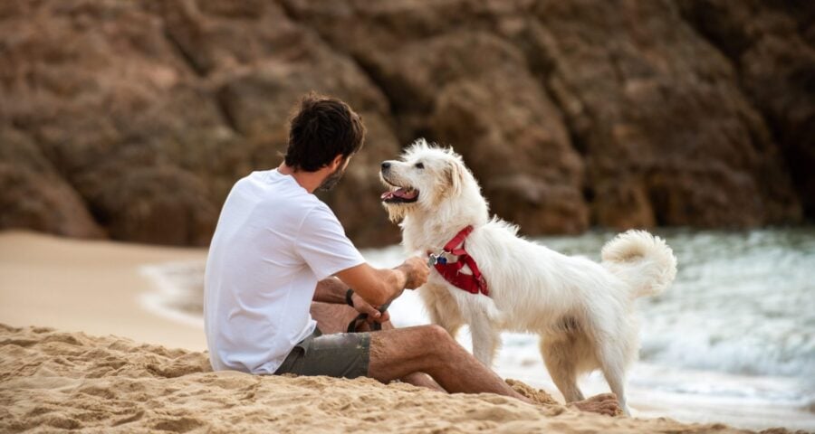 Turismo: confira dicas e opções para curtir destinos nacionais com pets a bordo