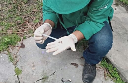 Eliminação dos criadouros do mosquito transmissor da dengue é a melhor forma de prevenção - Foto Divulgação/FVS-RCP